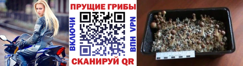 Галлюциногенные грибы мухоморы  Талица 